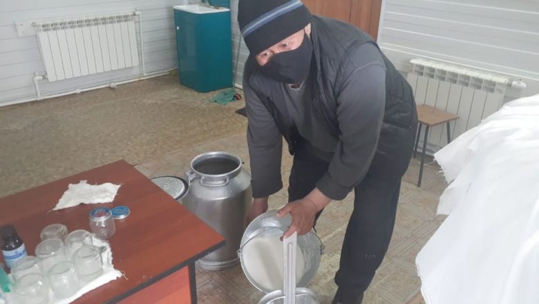 Нам улууһун 1 Хомустааҕар үүтү туттарыы күннэтэ элбиир